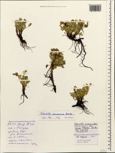 Potentilla cinerea subsp. incana (G. Gaertn., B. Mey. & Scherb.) Asch., Caucasus, Stavropol Krai, Karachay-Cherkessia & Kabardino-Balkaria (K1b) (Russia)