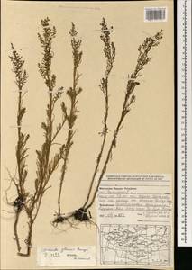 Suaeda glauca (Bunge) Bunge, Mongolia (MONG) (Mongolia)