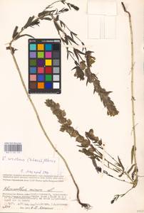 MHA 0 162 120, Rhinanthus serotinus var. vernalis (N.W.Zinger) Janch., Eastern Europe, Lower Volga region (E9) (Russia)