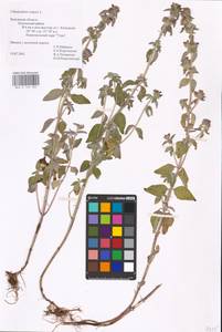 MHA 0 156 583, Clinopodium vulgare L., Eastern Europe, Central region (E4) (Russia)