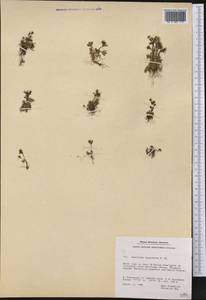 Saxifraga hyperborea R. Br., America (AMER) (Greenland)