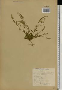 Polygala amarella Crantz, Eastern Europe, Northern region (E1) (Russia)