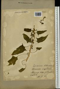 Spinacia oleracea L., Eastern Europe, South Ukrainian region (E12) (Ukraine)
