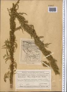 Artemisia tournefortiana Rchb., Middle Asia, Muyunkumy, Balkhash & Betpak-Dala (M9) (Kazakhstan)