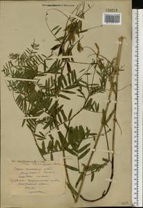 Vicia tenuifolia Roth, Eastern Europe, Middle Volga region (E8) (Russia)