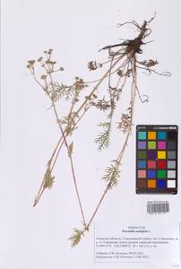 Potentilla multifida L., Siberia (no precise locality) (S0) (Russia)