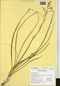 Anthericum liliago L., Western Europe (EUR) (Italy)