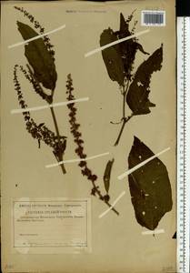 Rumex obtusifolius L., Eastern Europe, Central region (E4) (Russia)