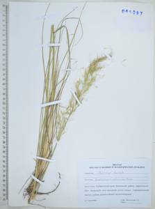 Spodiopogon sibiricus Trin., Siberia, Russian Far East (S6) (Russia)