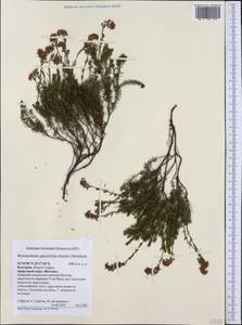 Erica spiculifolia Salisb., Western Europe (EUR) (Bulgaria)