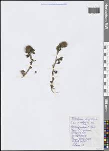 Trifolium diffusum Ehrh., Crimea (KRYM) (Russia)