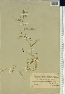 Vicia hirsuta (L.)Gray, Siberia, Western Siberia (S1) (Russia)