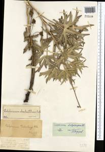 Delphinium dictyocarpum DC., Middle Asia, Dzungarian Alatau & Tarbagatai (M5) (Kazakhstan)