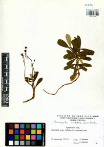 Chimaphila umbellata (L.) W. P. C. Barton, Siberia, Baikal & Transbaikal region (S4) (Russia)