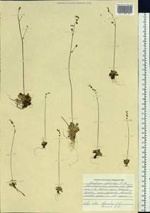 Micranthes foliolosa (R. Br.) Gornall, Siberia, Chukotka & Kamchatka (S7) (Russia)