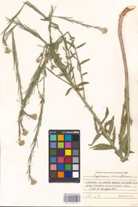 Erysimum odoratum Ehrh., Eastern Europe, Moscow region (E4a) (Russia)