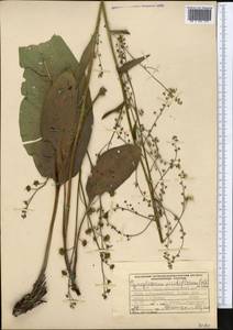 Cynoglossum viridiflorum Pall. ex Lehm., Middle Asia, Western Tian Shan & Karatau (M3) (Kyrgyzstan)
