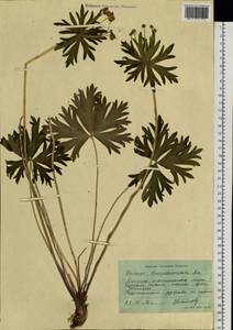 Anemonastrum narcissiflorum subsp. crinitum (Juz.) Raus, Siberia, Russian Far East (S6) (Russia)