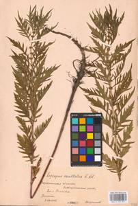 MHA 0 157 857, Lycopus exaltatus L.fil., Eastern Europe, Central forest-and-steppe region (E6) (Russia)