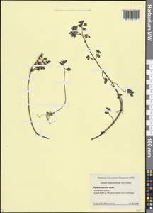 Phedimus stolonifer (S.G.Gmel.) 't Hart, Caucasus, Black Sea Shore (from Novorossiysk to Adler) (K3) (Russia)