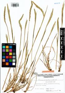 Phleum phleoides (L.) H.Karst., Siberia, Altai & Sayany Mountains (S2) (Russia)