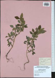 Amaranthus retroflexus L., Eastern Europe, Central region (E4) (Russia)