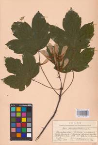 Acer pseudoplatanus L., Eastern Europe, West Ukrainian region (E13) (Ukraine)