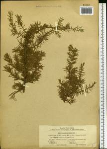 Juniperus communis L., Eastern Europe, Central forest-and-steppe region (E6) (Russia)