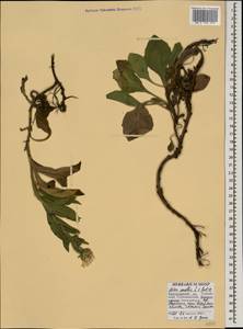 Aster amellus subsp. bessarabicus (Bernh. ex Rchb.) Soó, Caucasus, Black Sea Shore (from Novorossiysk to Adler) (K3) (Russia)