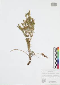 Centaurea pseudomaculosa Dobrocz, Eastern Europe, Central region (E4) (Russia)