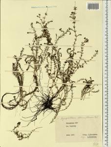 Myriophyllum alterniflorum DC., Eastern Europe, Lithuania (E2a) (Lithuania)