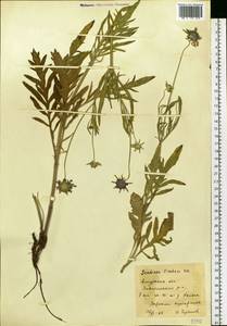 Lomelosia comosa (Fisch. ex Roem. & Schult.) comb. ined., Siberia, Russian Far East (S6) (Russia)