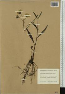 Hieracium cruentiferum (Norrl. & H. Lindb.) Brenner, Western Europe (EUR) (Finland)