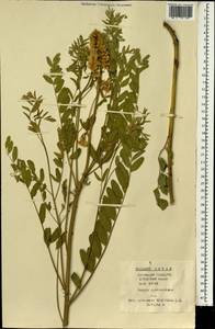 Sophora alopecuroides L., South Asia, South Asia (Asia outside ex-Soviet states and Mongolia) (ASIA) (China)