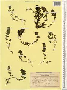 Thymus praecox subsp. caucasicus (Willd. ex Ronniger) Jalas, Caucasus, Krasnodar Krai & Adygea (K1a) (Russia)