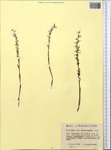 Neottia camtschatea (L.) Rchb.f., Middle Asia, Northern & Central Kazakhstan (M10) (Kazakhstan)