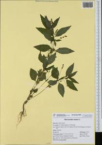 Mercurialis annua L., Western Europe (EUR) (Italy)