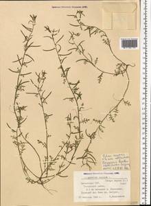 Erucastrum supinum (L.) Al-Shehbaz & S.I. Warwick, Eastern Europe, Latvia (E2b) (Latvia)