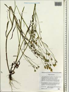 Crepis tectorum L., Siberia, Russian Far East (S6) (Russia)