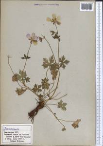 Geranium, Middle Asia, Northern & Central Tian Shan (M4) (Kyrgyzstan)
