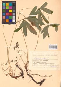 Potentilla alba L., Eastern Europe, Western region (E3) (Russia)
