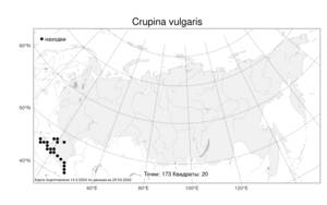 Crupina vulgaris (Pers.) Cass., Atlas of the Russian Flora (FLORUS) (Russia)
