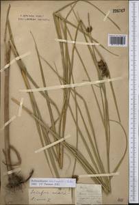 Bolboschoenus maritimus (L.) Palla, Middle Asia, Northern & Central Kazakhstan (M10) (Kazakhstan)