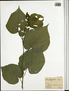 Tilia platyphyllos Scop., Eastern Europe, Central region (E4) (Russia)