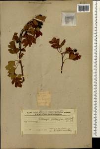 Crataegus pentagyna Waldst. & Kit. ex Willd., Caucasus, Azerbaijan (K6) (Azerbaijan)