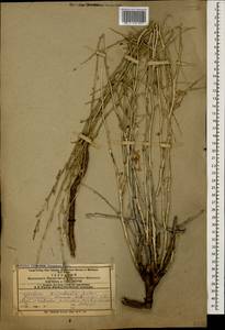 Lactuca orientalis subsp. orientalis, Caucasus, Armenia (K5) (Armenia)