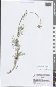 Hippomarathrum ledebourii (G.Don) J.H.Xue, Chepinoga & K.P.Ma, Eastern Europe, Eastern region (E10) (Russia)