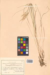 Calamagrostis sachalinensis F.Schmidt, Siberia, Russian Far East (S6) (Russia)