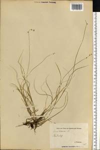 Carex loliacea L., Eastern Europe, Estonia (E2c) (Estonia)