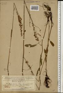 Rumex arifolius All., Eastern Europe, Northern region (E1) (Russia)